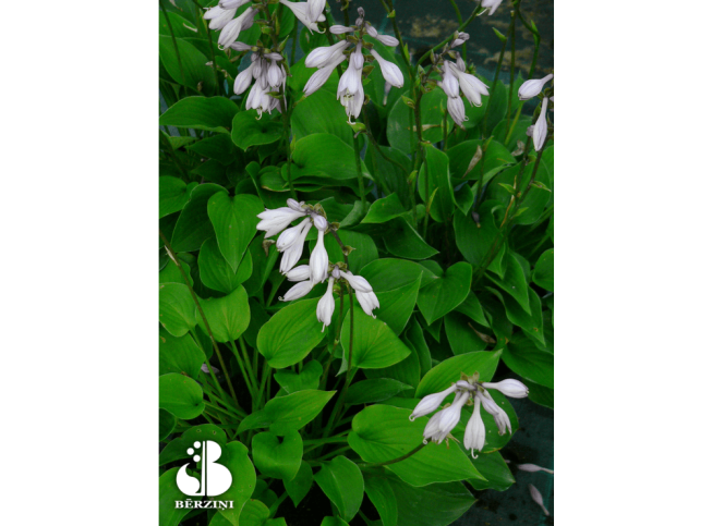 Hosta   'Pastures New's'